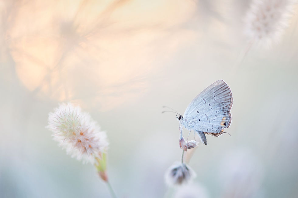A white butterfly with black markings on a flower seed, white flower nearby
Photo from Stencil
