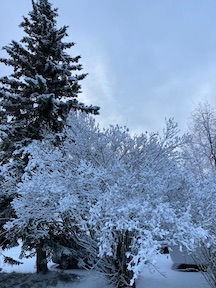 Frosted lilac bush with snowy spruce tree in the background