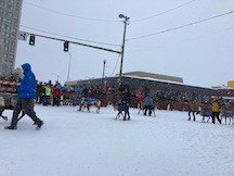 handlers walking reindeer to the starting line