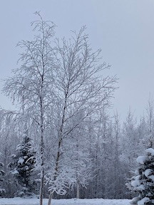 frosty trees