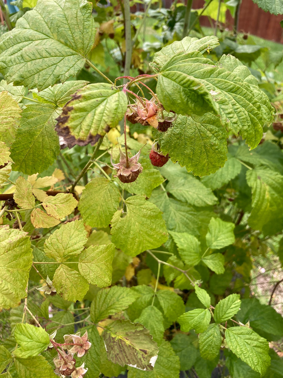 Raspberry Time!