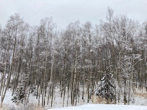 snowy trees
