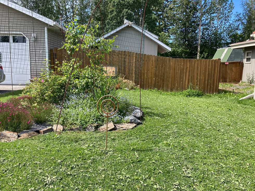 Front yard with garden beds of birch trees, rose bush, Jacob's ladder, columbine