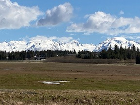cranes in Beluga Slough