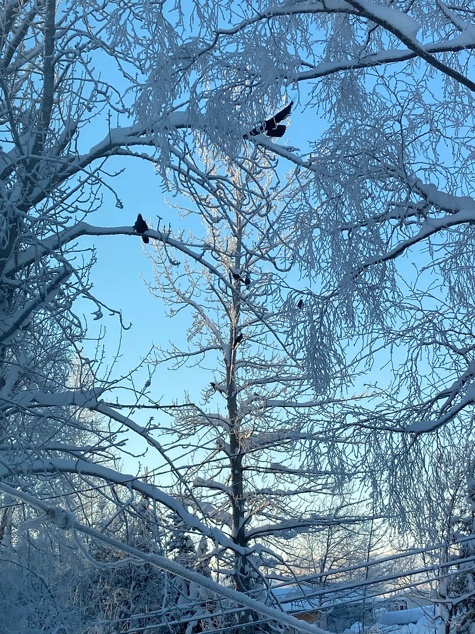 Two ravens in snow-covered trees