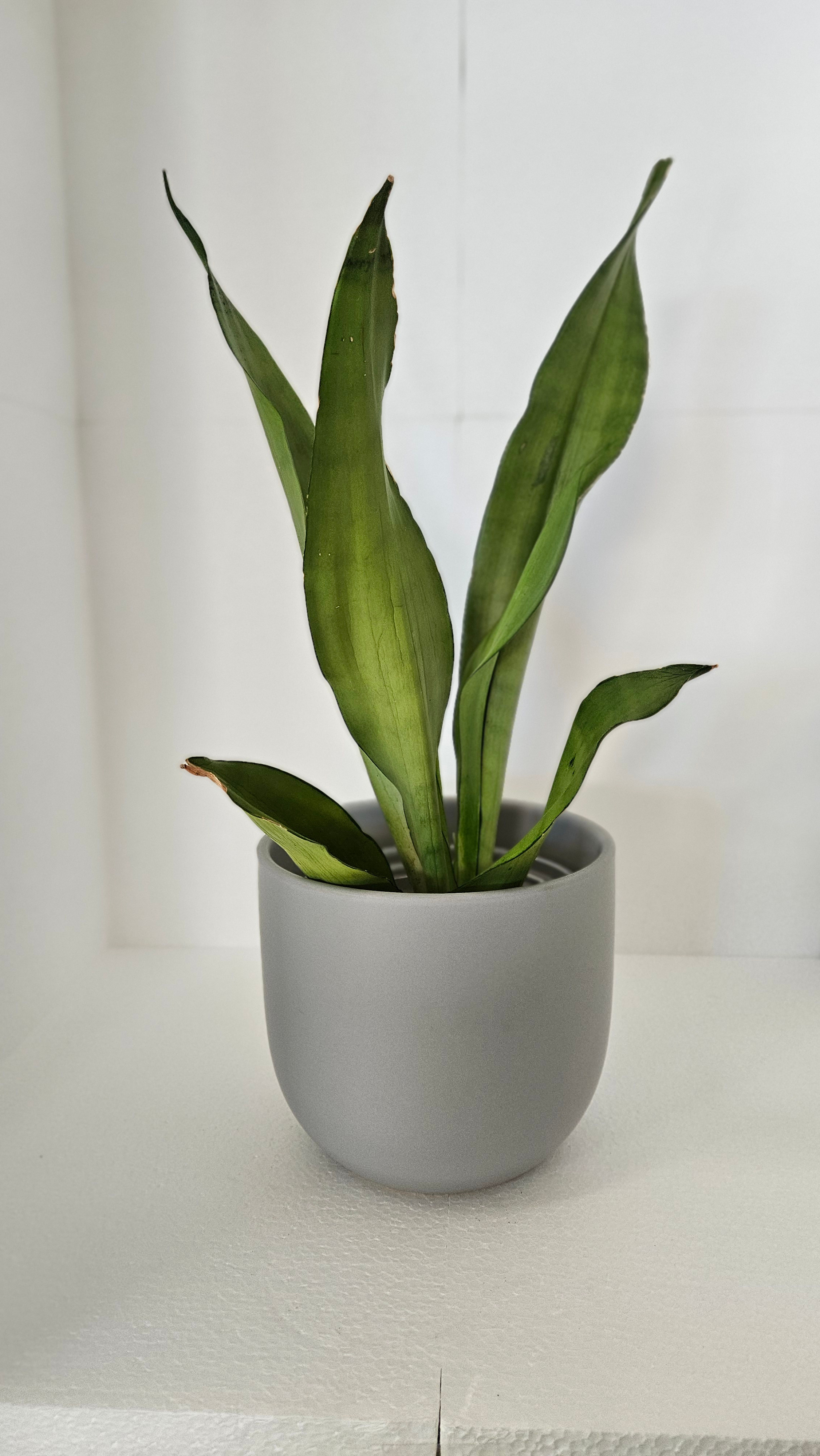 The Snake Plant