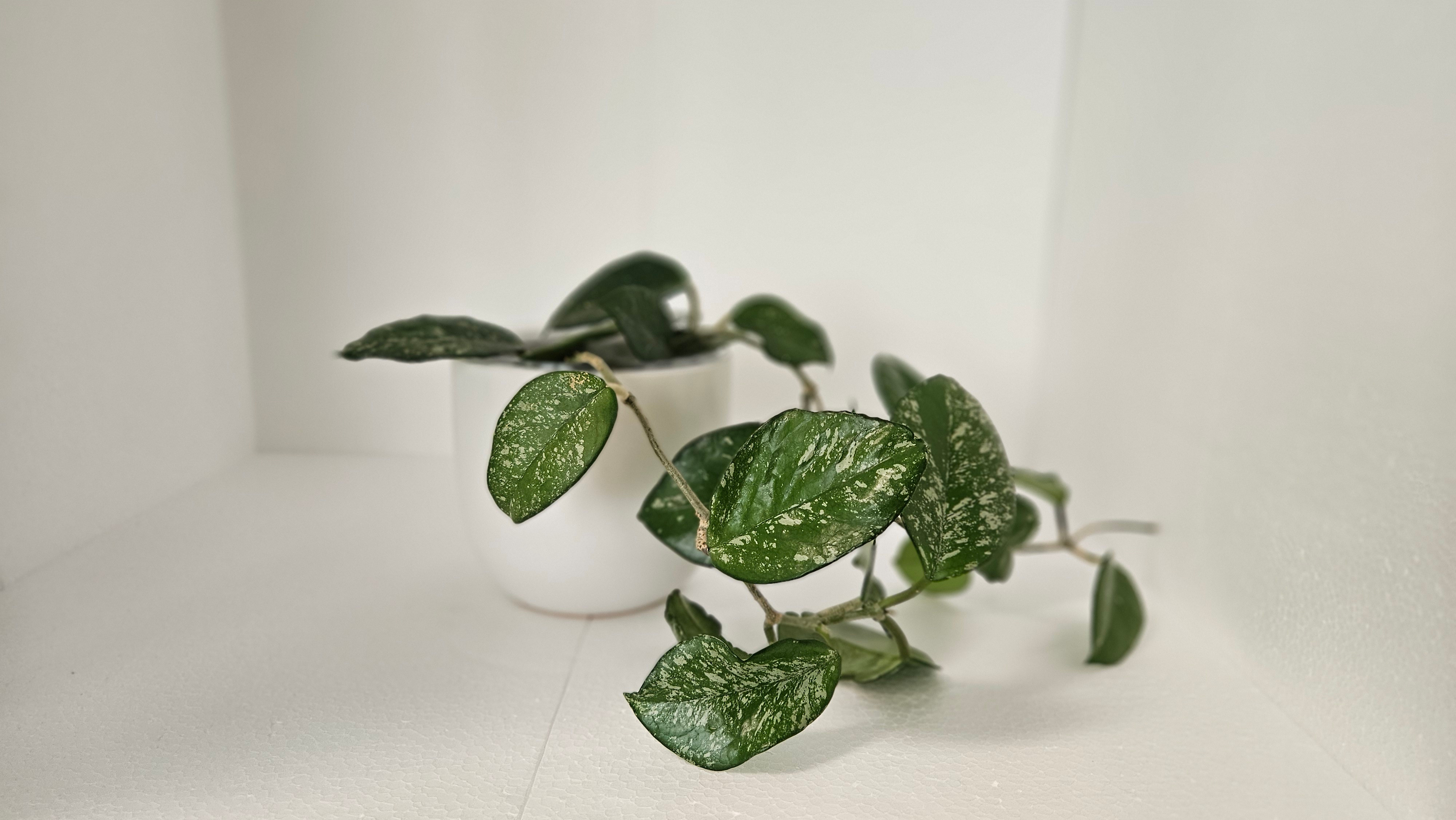 The Hoya Obovata