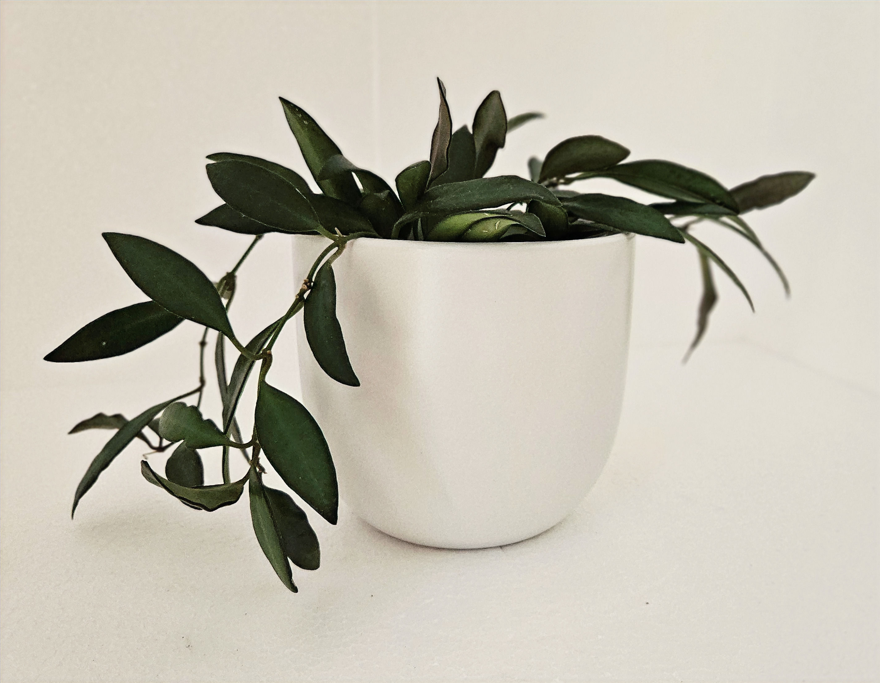 The Hoya Wayetii