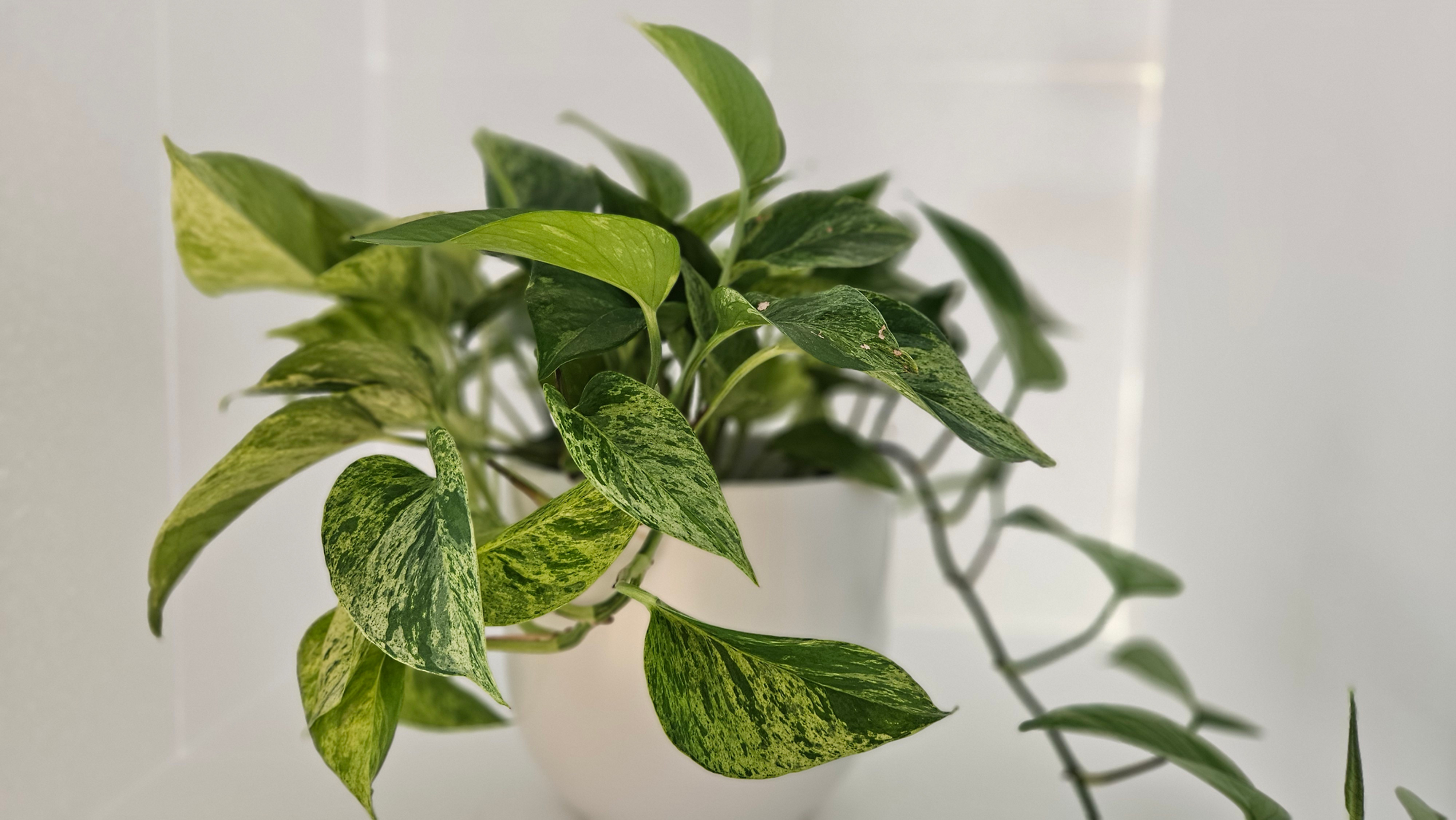Marble Queen Pothos