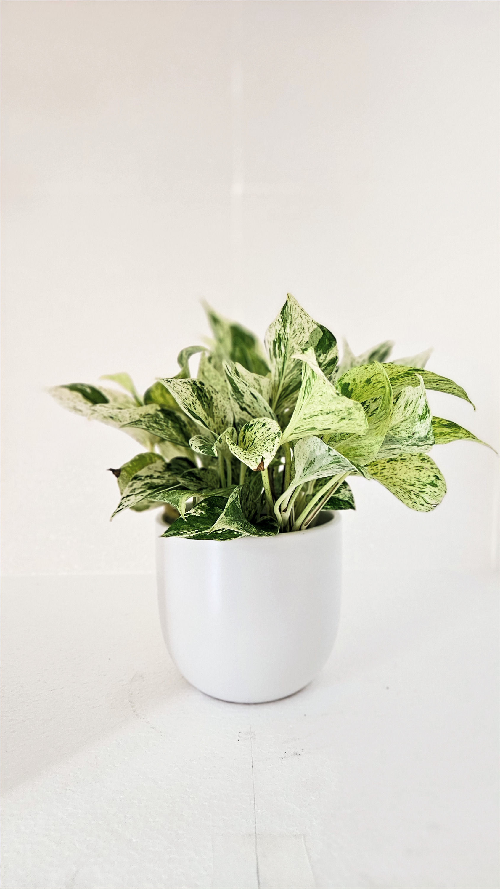 The Snow Queen Pothos