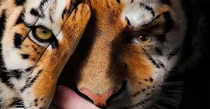 Cuál es tu animal de poder?
