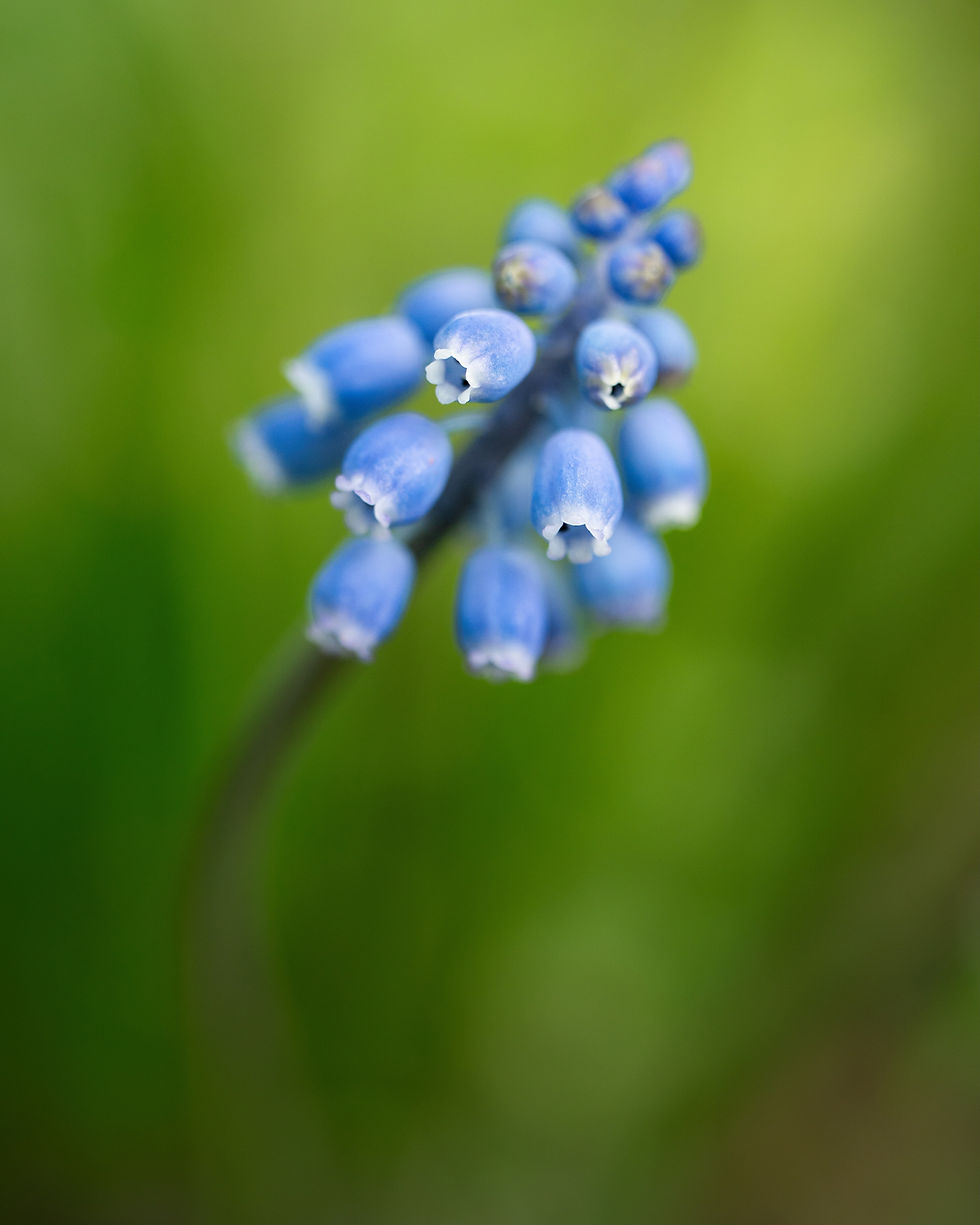 Detail modřence (hyacintu) focený Tamronem 90mm f/2.8 Di III VXD Macro – mělká hloubka ostrosti a hladké zelené pozadí.