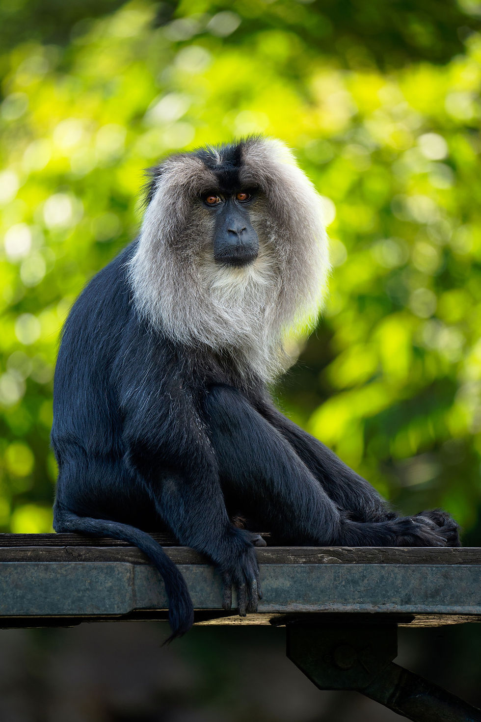 Detailed picture of a monkey shot with the Tamron 150-500mm F5-6.7 Di III VC VXD lens. Photographer Michal Stehlik.