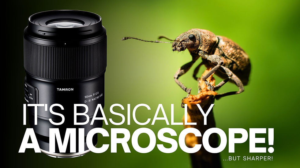 Brouk na větvi – makro snímek pořízený Tamronem 90mm f/2.8 Di III VXD Macro, přesné ostření a jemné rozostření pozadí.