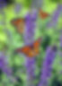 Free Stock Butterfly Image.jpg