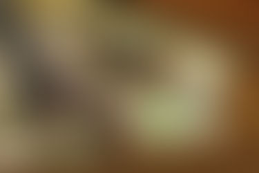 Dream Nets on Animal Planet