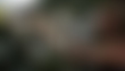 Dream Nets Northwest... The Story Continues..