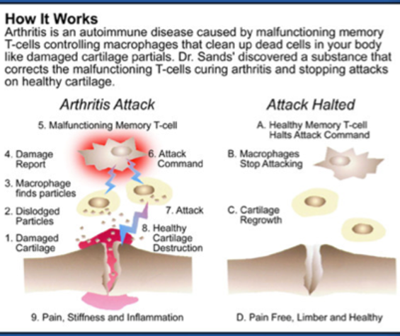 CMO how it works Autoimmune Correction picture .png