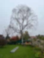 Arbre à abattre à Verrières le Buisson