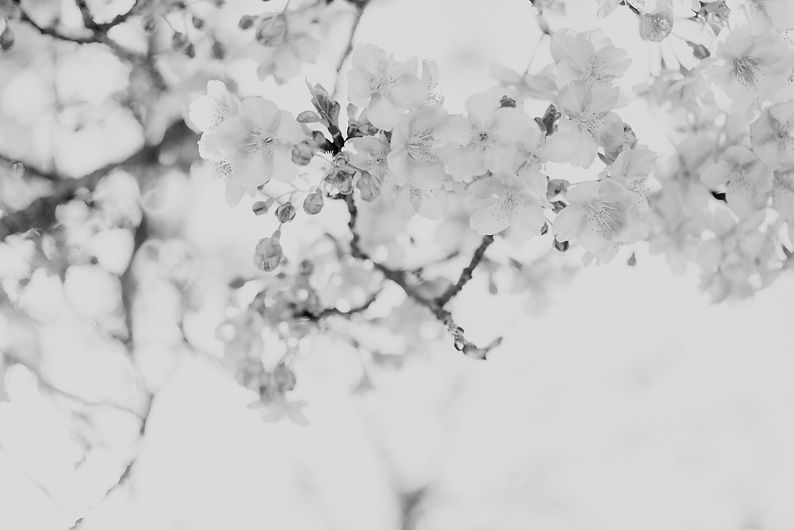pink cherry blossom flower_edited.jpg