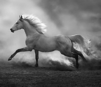 Galloping horse picture