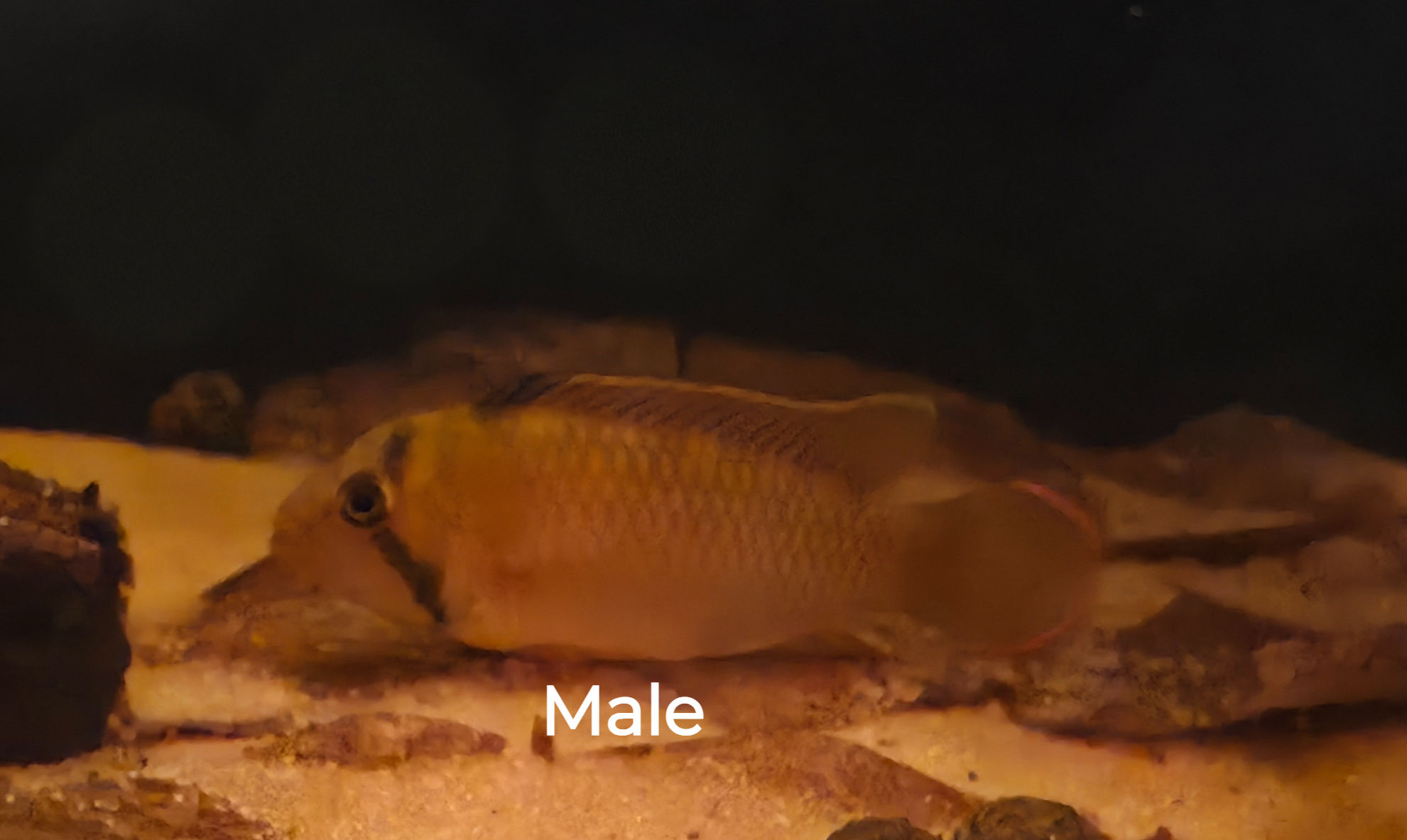 Adult Male