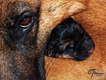 Guía para sociabilizar a tu cachorro de perro en cinco pasos