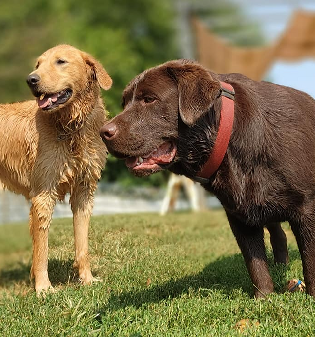 dog 19_edited.png