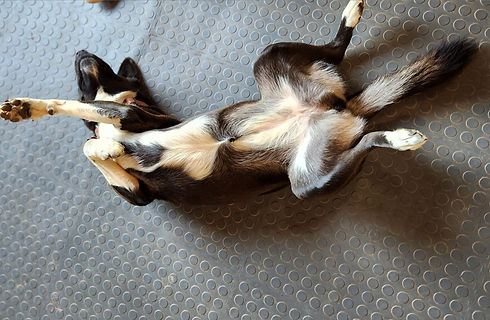 dog sleep_edited.jpg