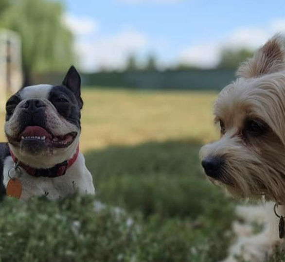 SMALL DOGS_edited.jpg