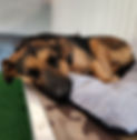 DOG 8.jpeg