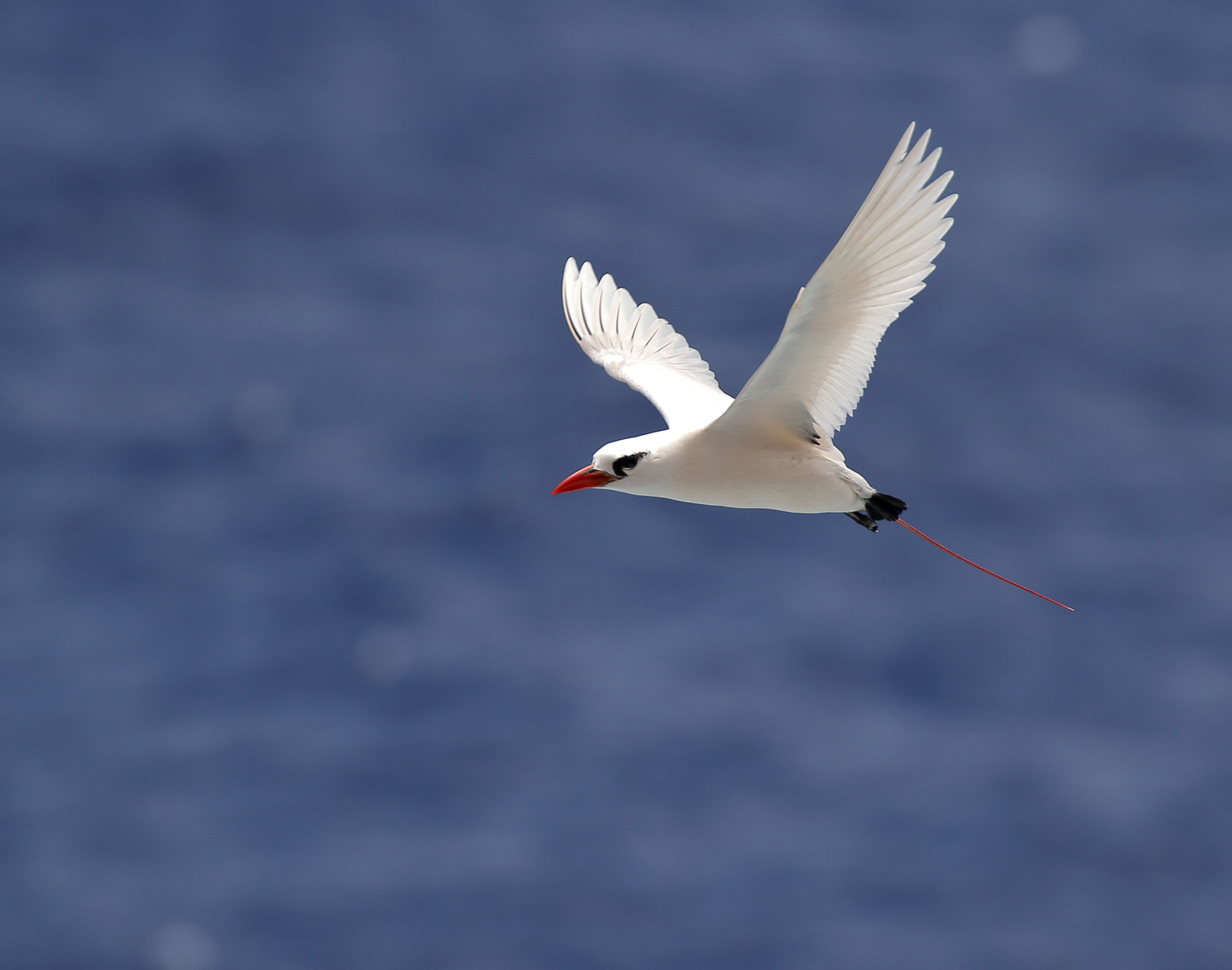 March 2022 - Koaʻe ʻula