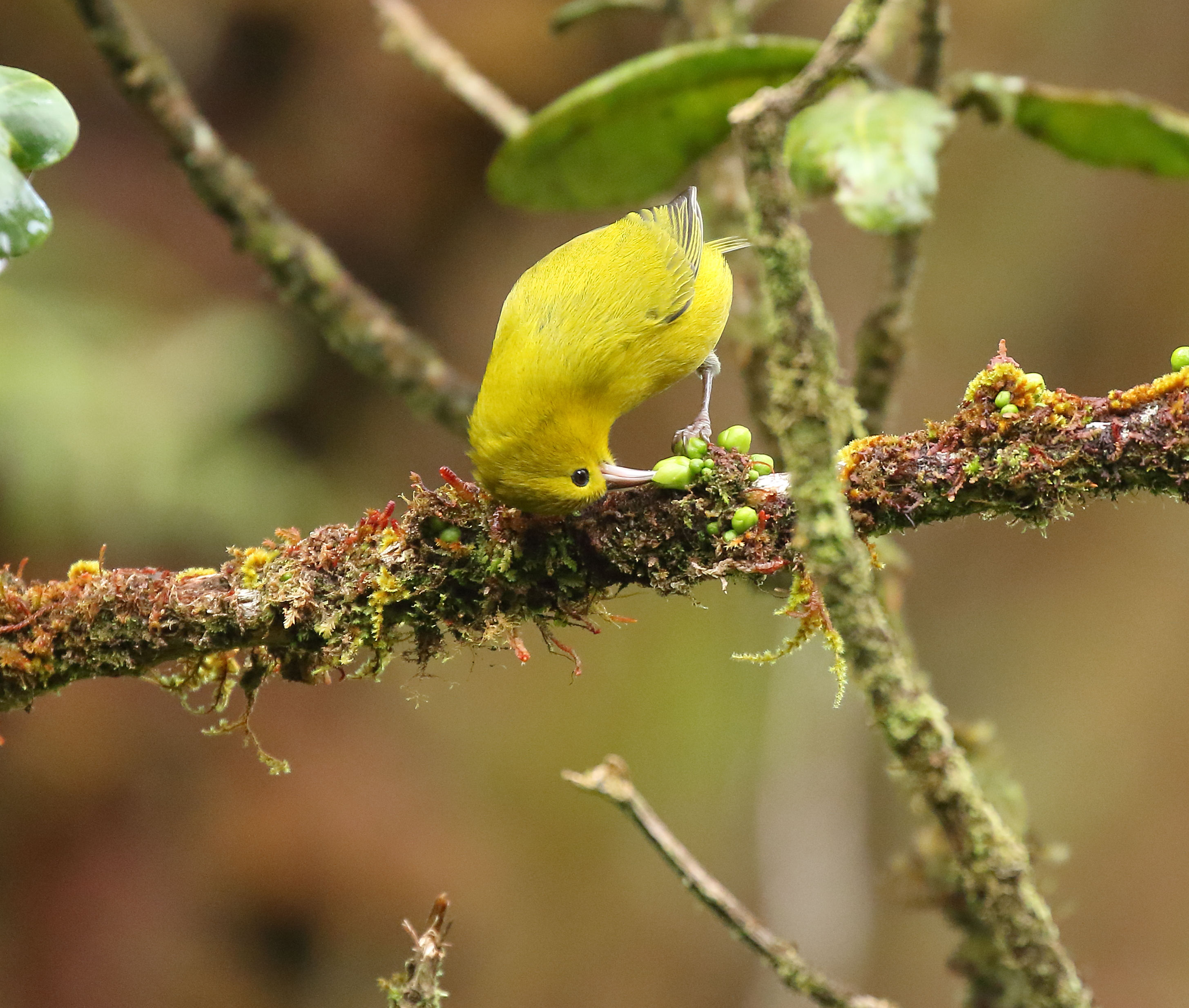 September 2022 - Highlighter bird