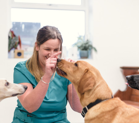 Stone Court Vets your local friendly vets in Lisvane Cardiff Stone Court Vets your local friendly vets in Lisvane Cardiff