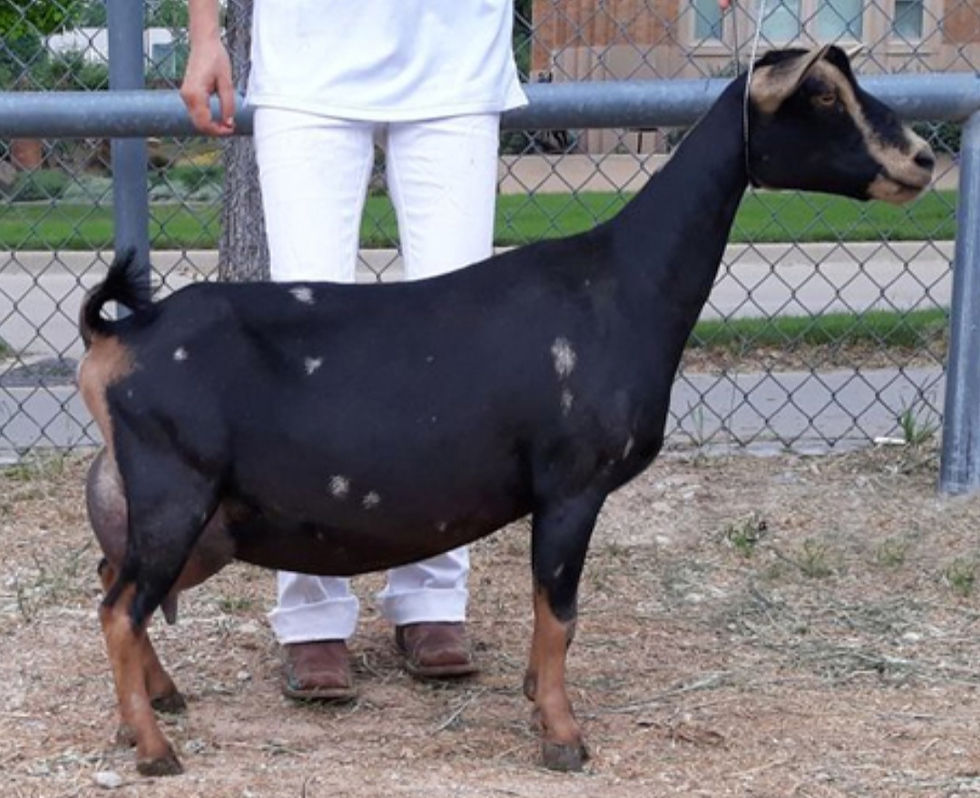 Sire's littermate sister