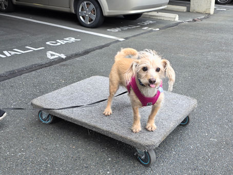 Top Benefits of Victoria Movers: Why Hiring Professionals Makes a Difference