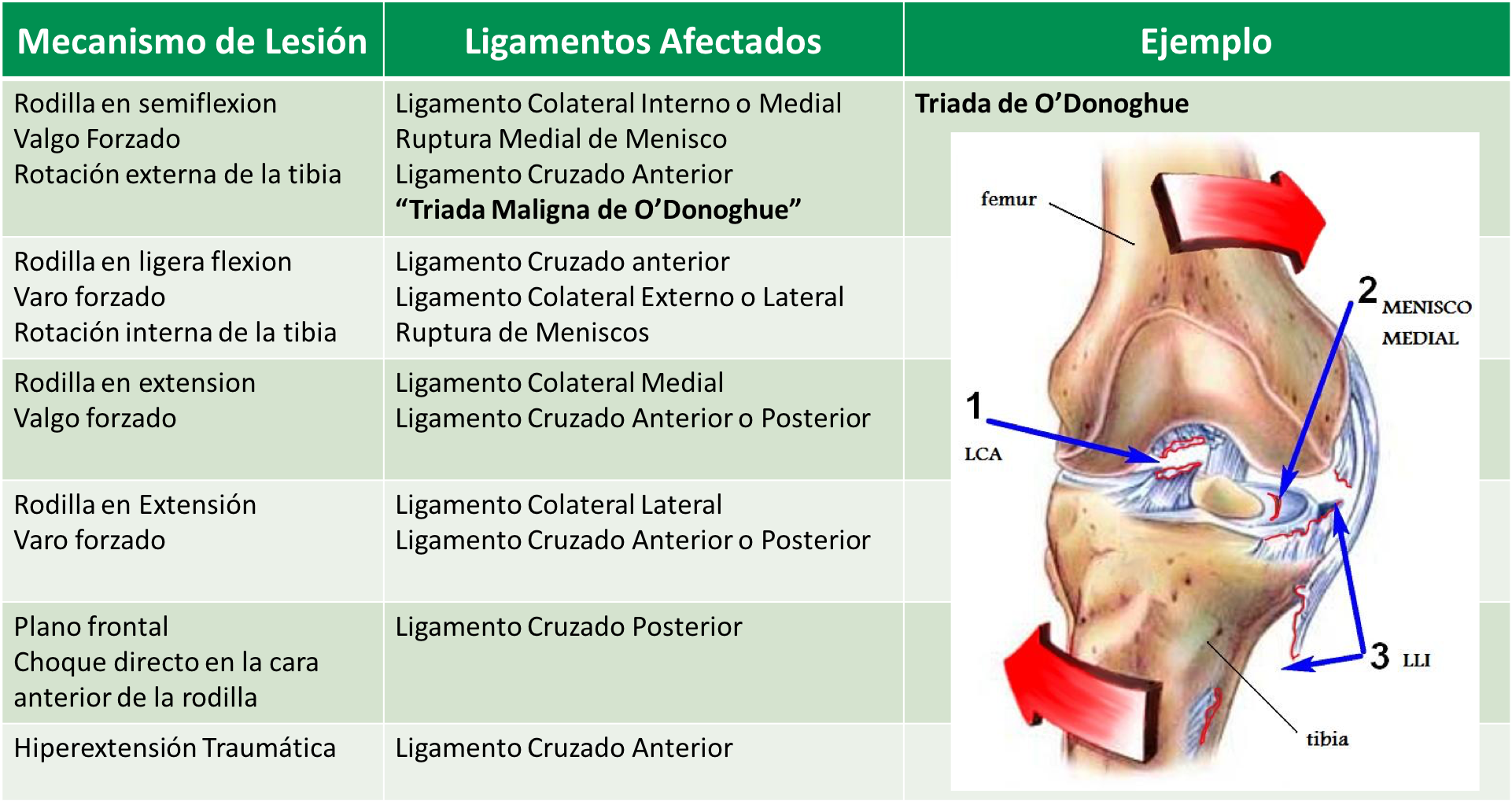ligamentos cruzados de la rodilla inserciones