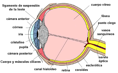 VISIÓN, LUZ Y COLOR.