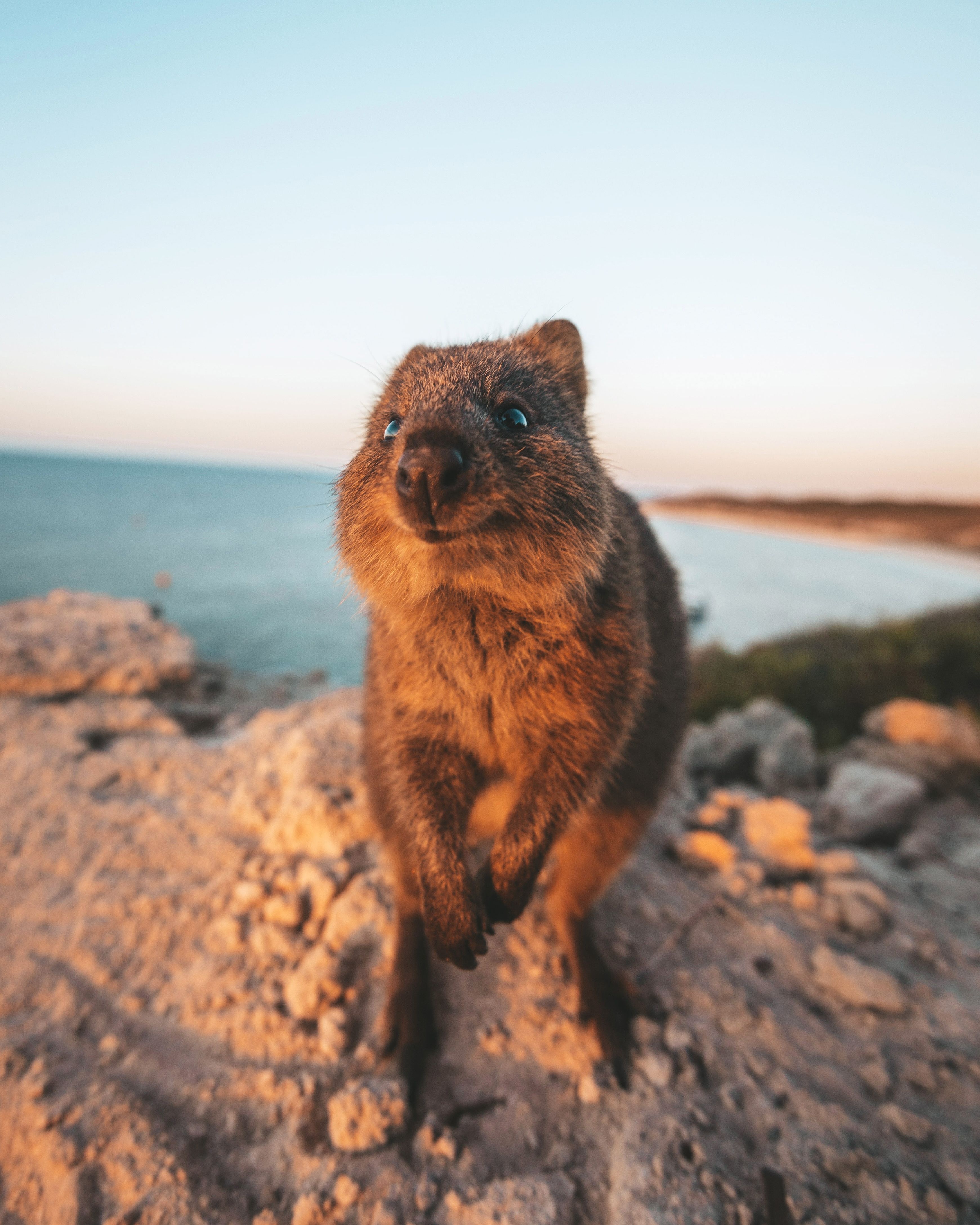 Island Escape: Rotto, the day by day