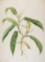 Plants - Margaret Mead - Botanical  illustration