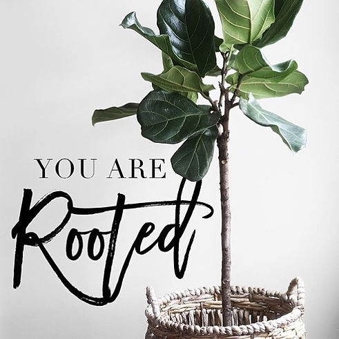 Rooted plant.jpeg