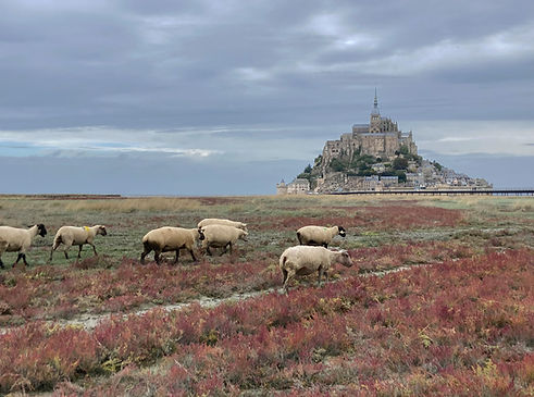 Moutons mont Saint Michel.jpg
