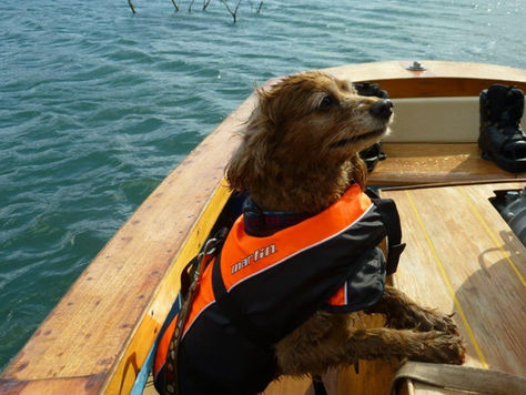 Pets and lifejackets #2
