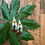 Thumbnail: ENDURE earrings