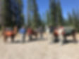 149541D5-8389-470A-A32C-54149645721B_edited.jpg