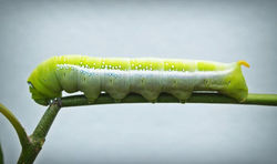 pexels-photo-214156 catterpillar