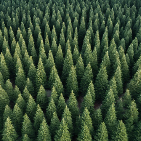 evergreen trees.jpg