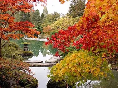 Autumn Pond .webp