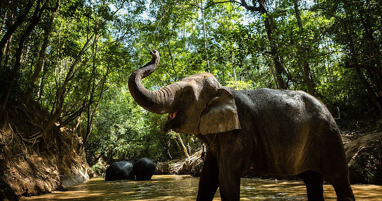 cambodiaelephants.jpg