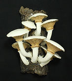 2 Dark Honey Mushrooms.jpg